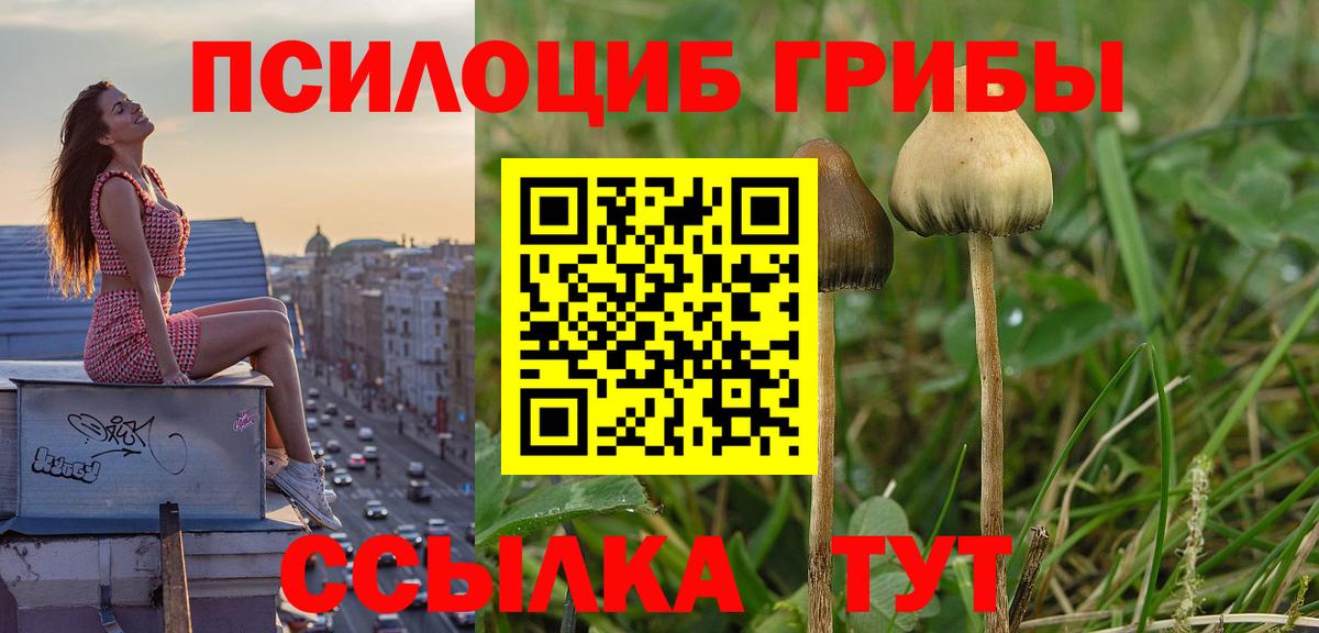 Псилоцибиновые грибы Psilocybe Саяногорск